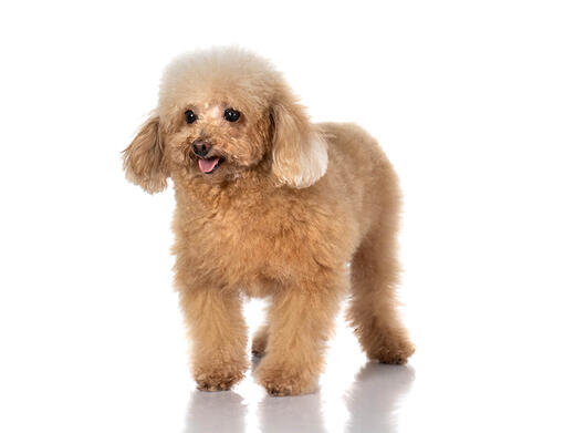 Anjing red hot sale toy poodle